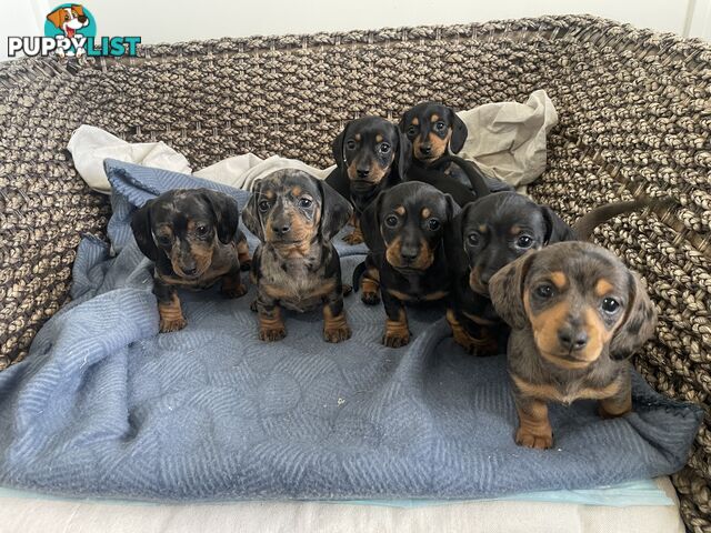❤️ Worlds cutest Mini Dachshund Puppies ❤️