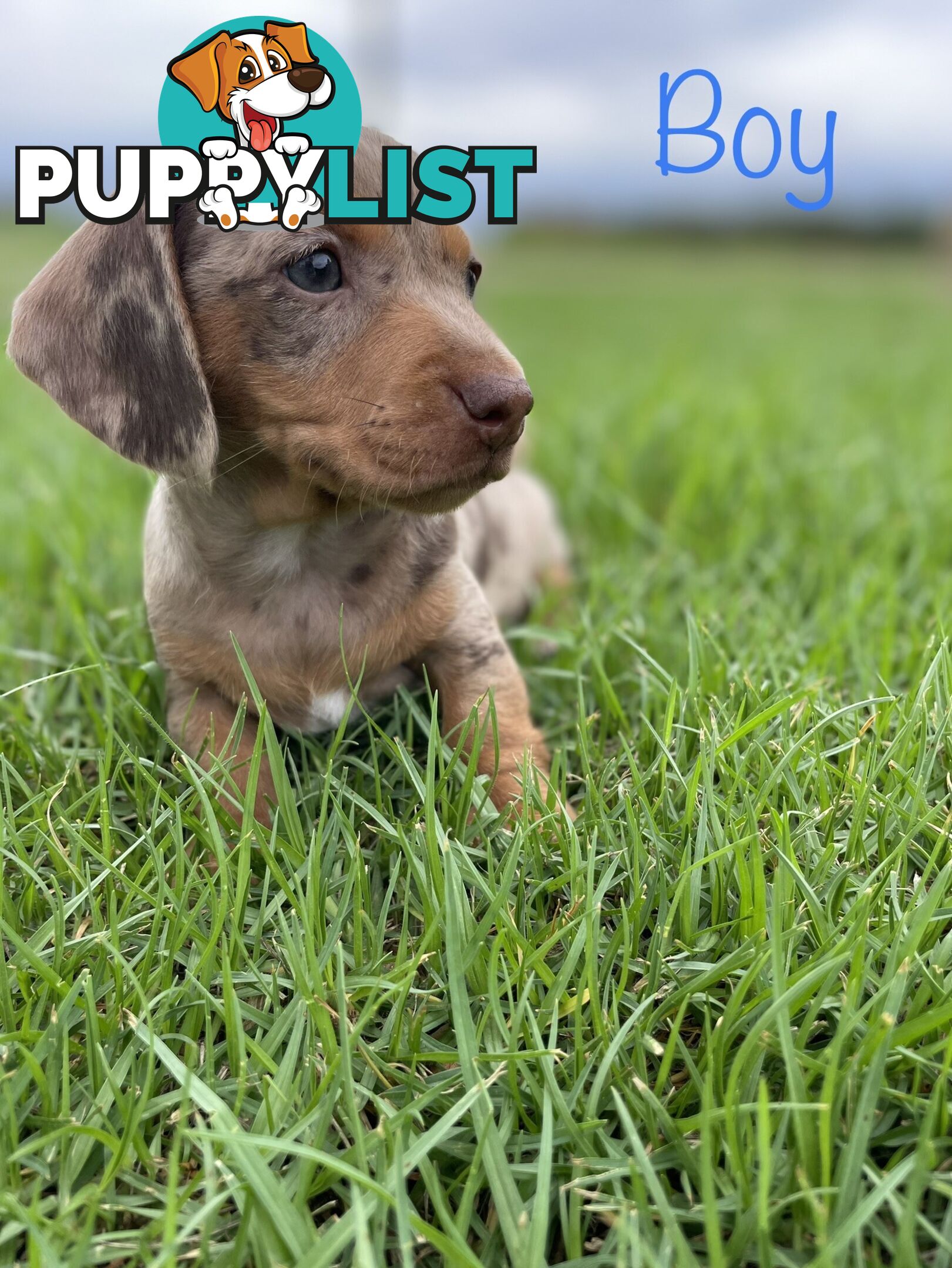 Miniature Dachshund Puppies
