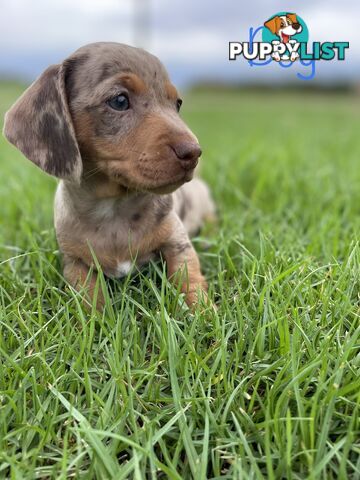 Miniature Dachshund Puppies