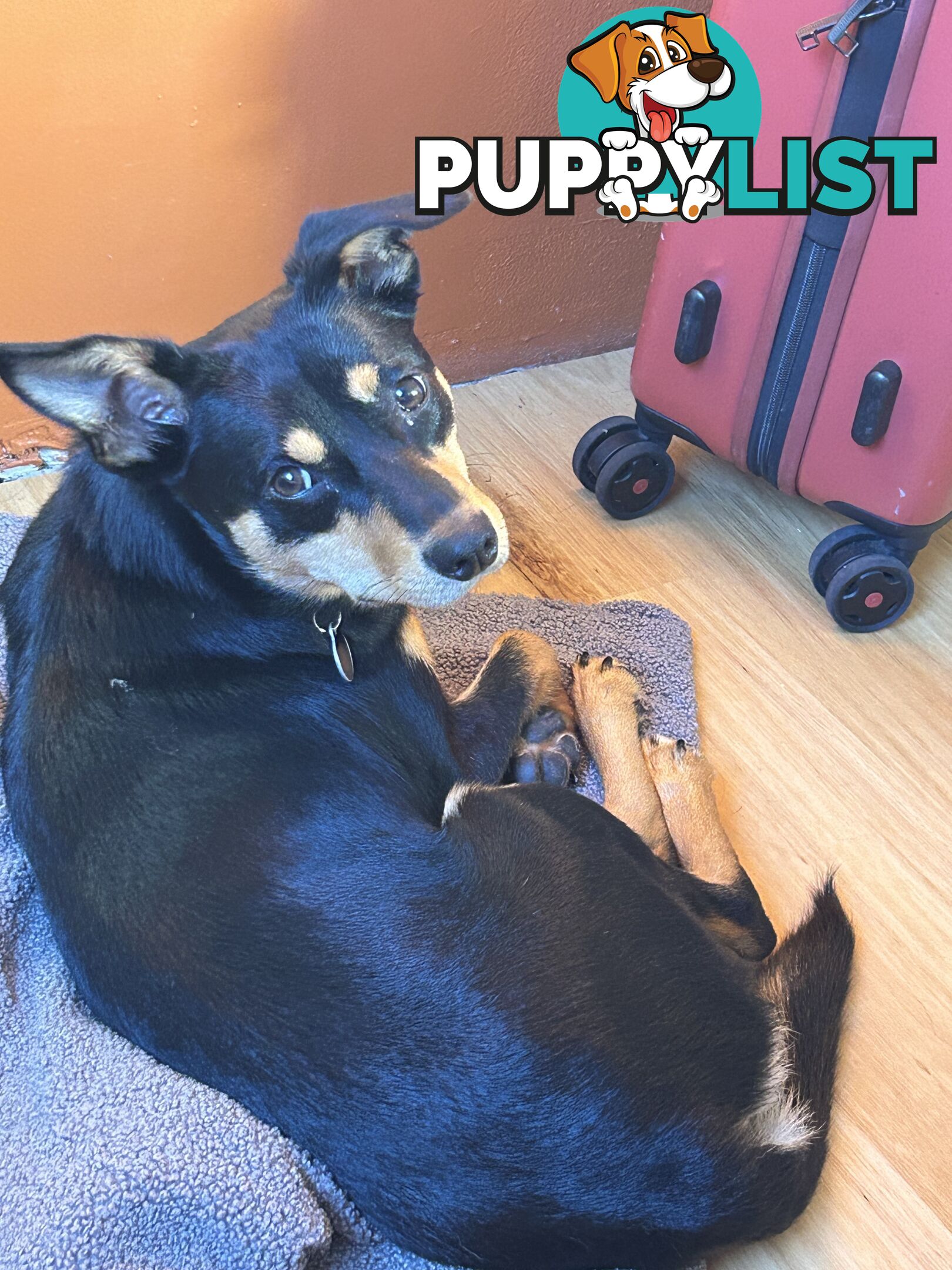 Kelpie X chihuahua