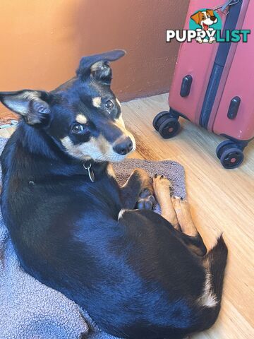 Kelpie X chihuahua