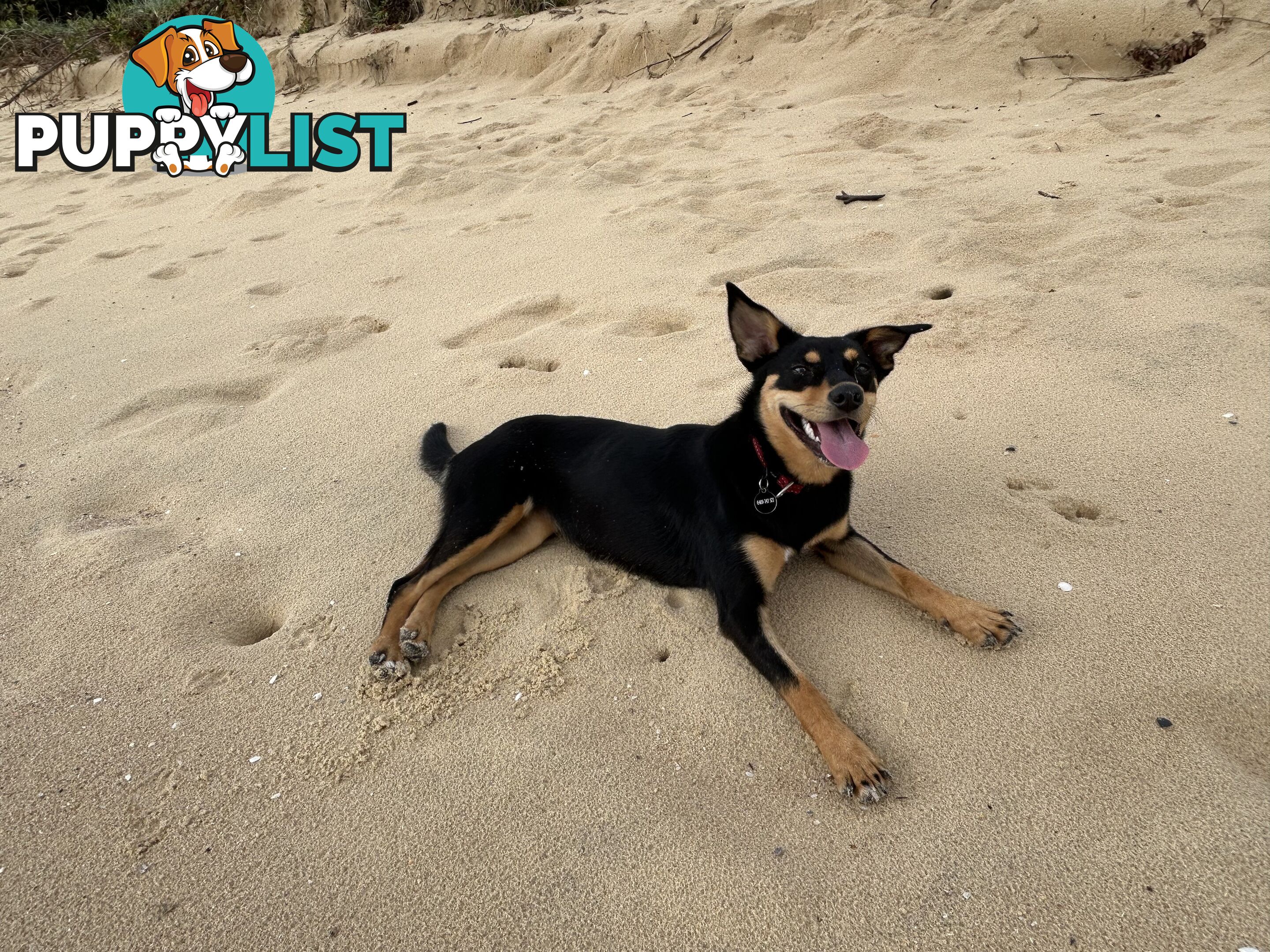 Kelpie X chihuahua