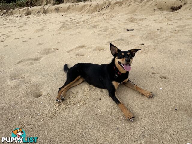 Kelpie X chihuahua