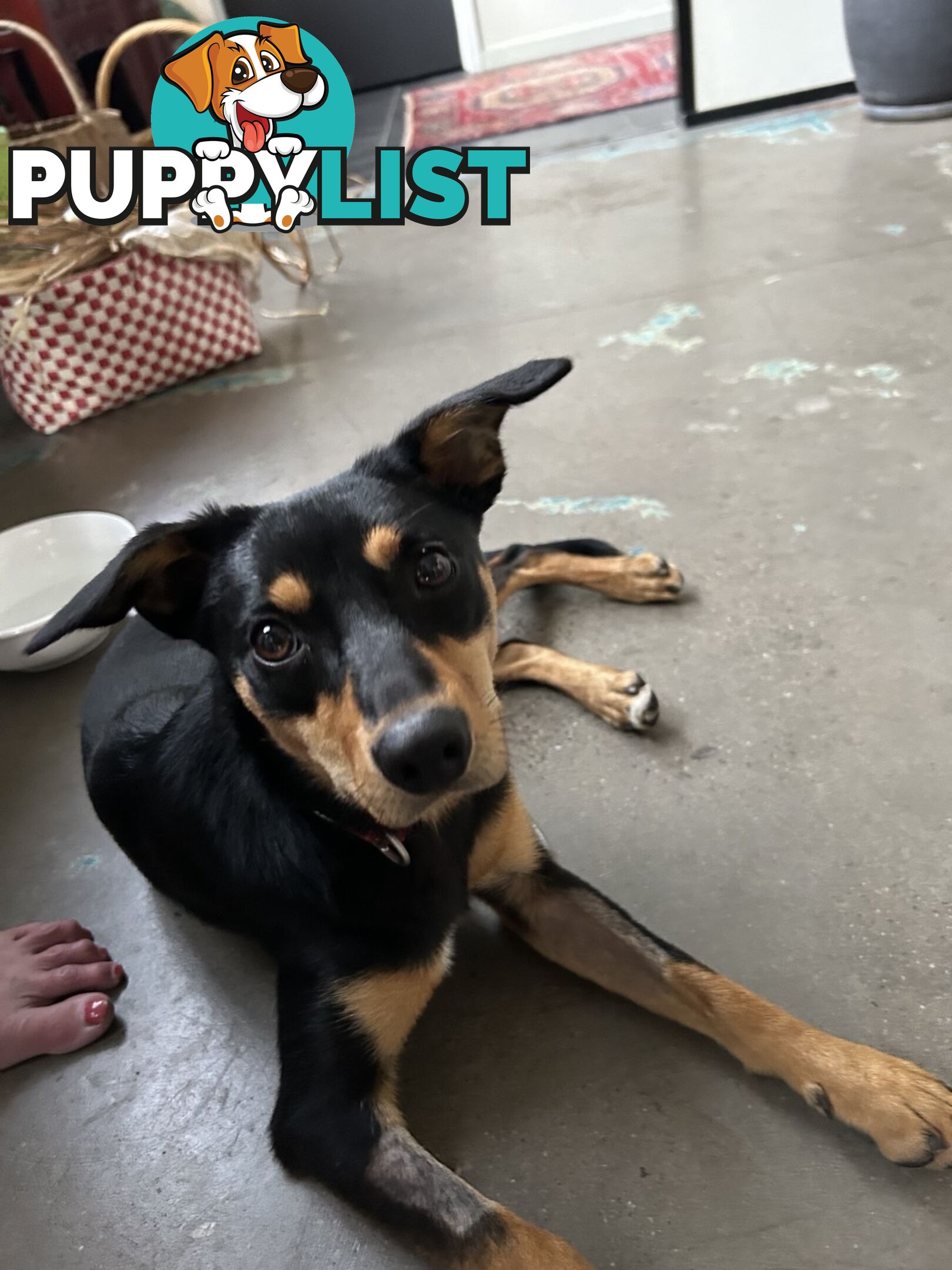 Kelpie X chihuahua