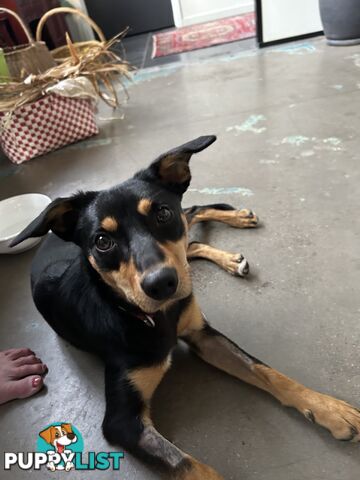 Kelpie X chihuahua