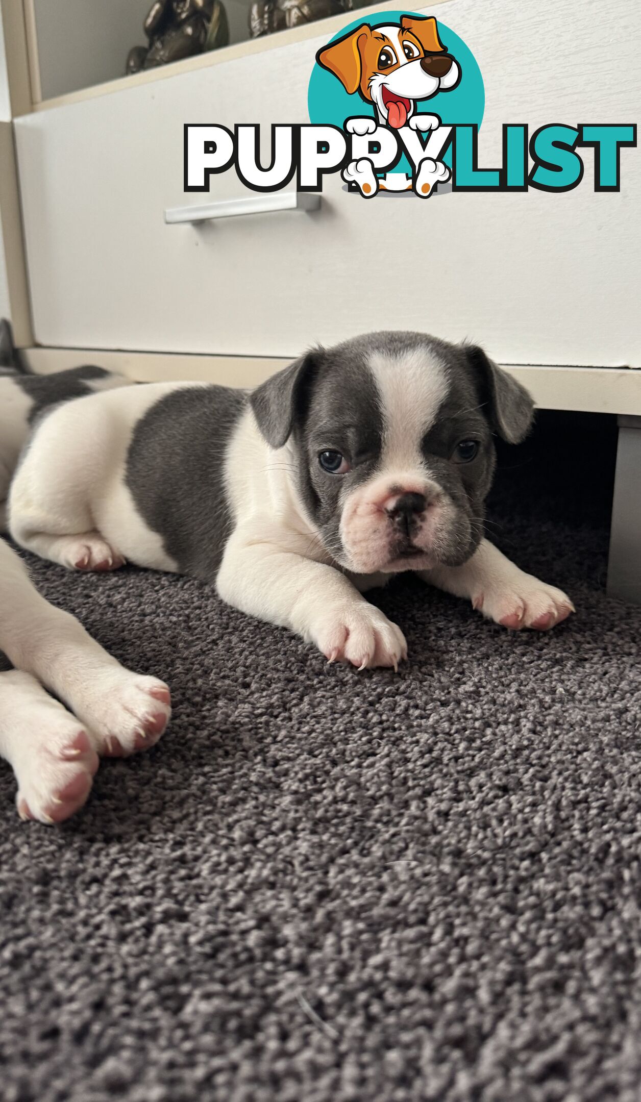 French Bulldog Puppies