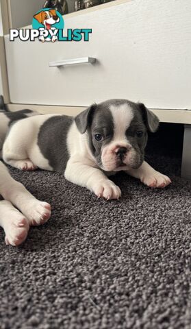 French Bulldog Puppies