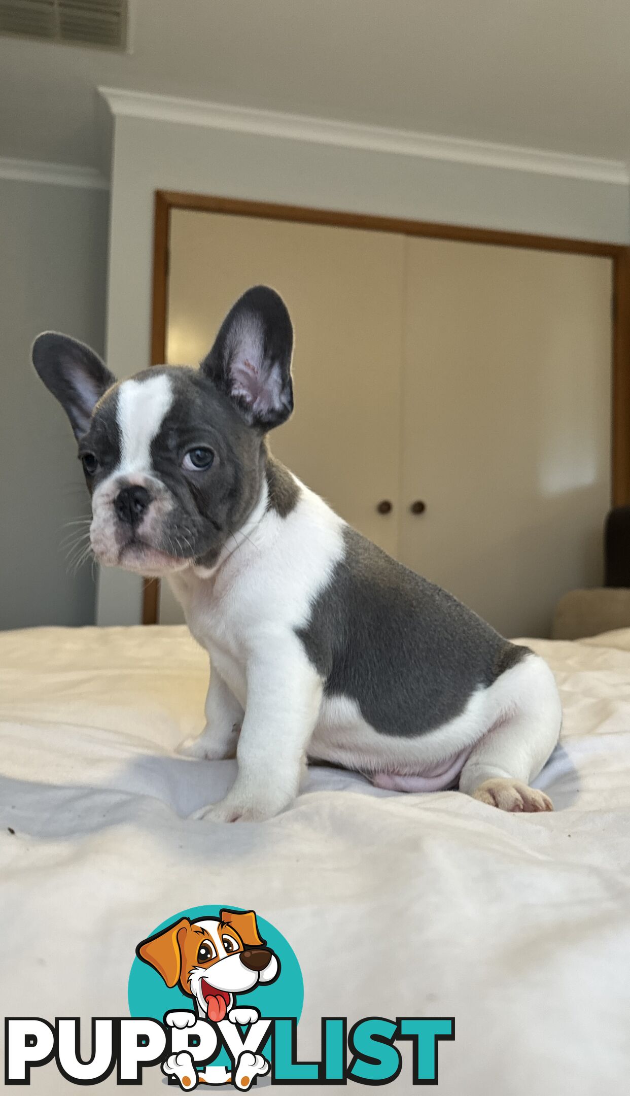 French Bulldog Puppies