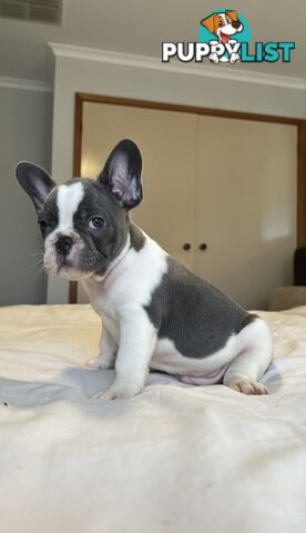 French Bulldog Puppies