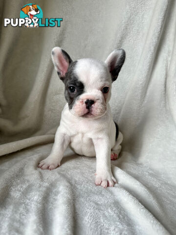 French Bulldog Puppies