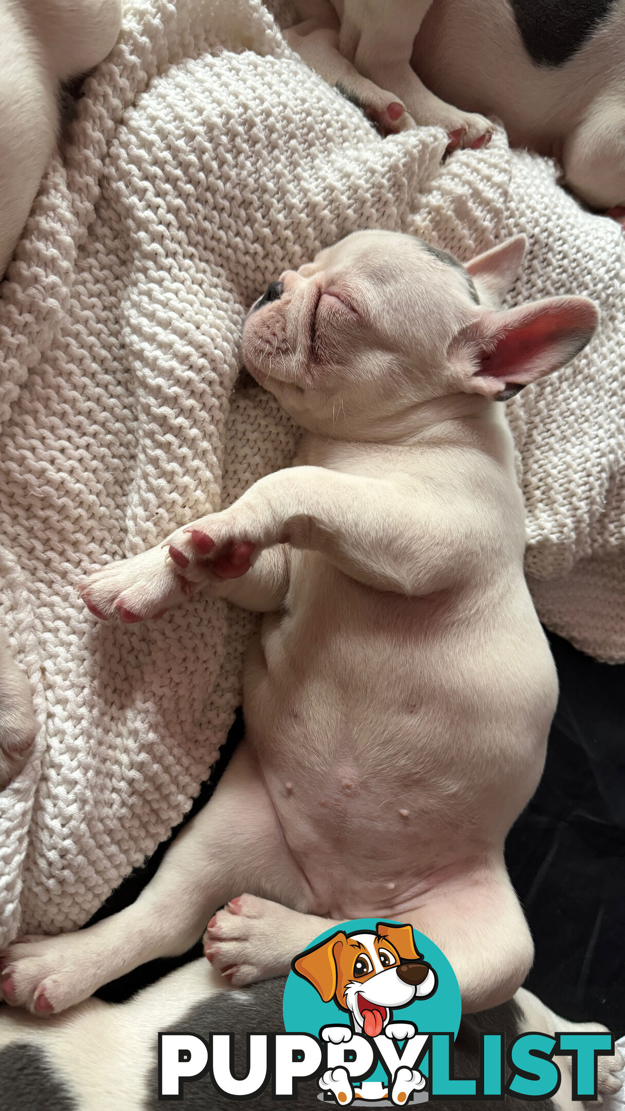 French Bulldog Puppies