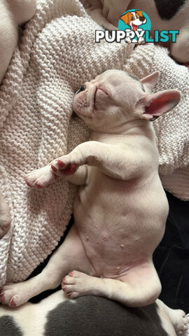 French Bulldog Puppies