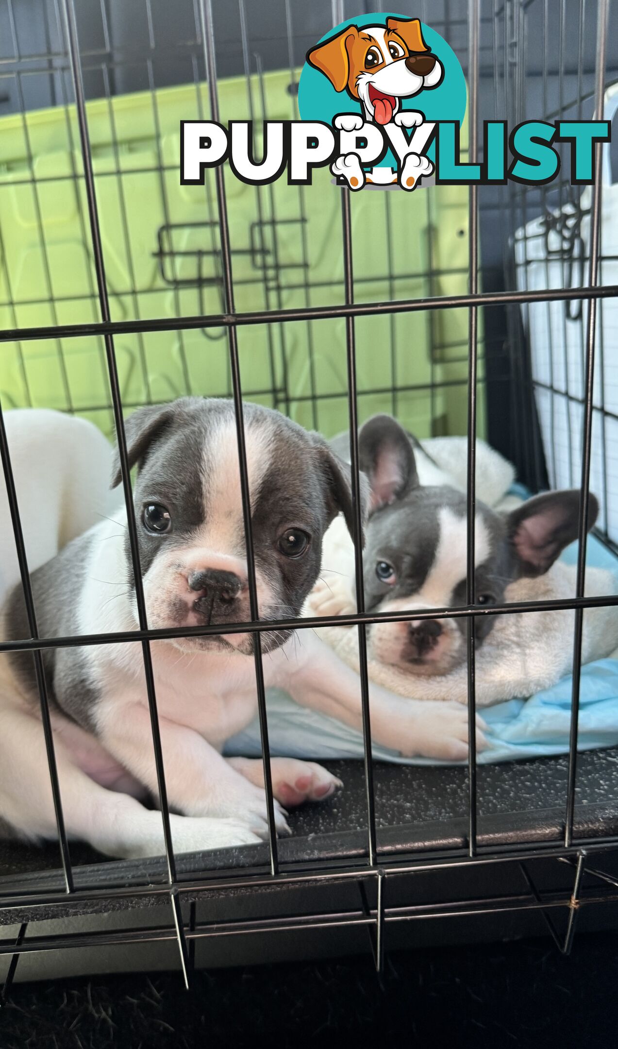 French Bulldog Puppies