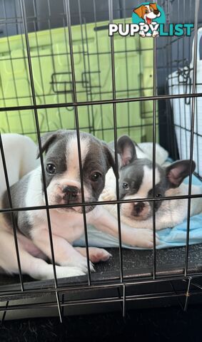 French Bulldog Puppies