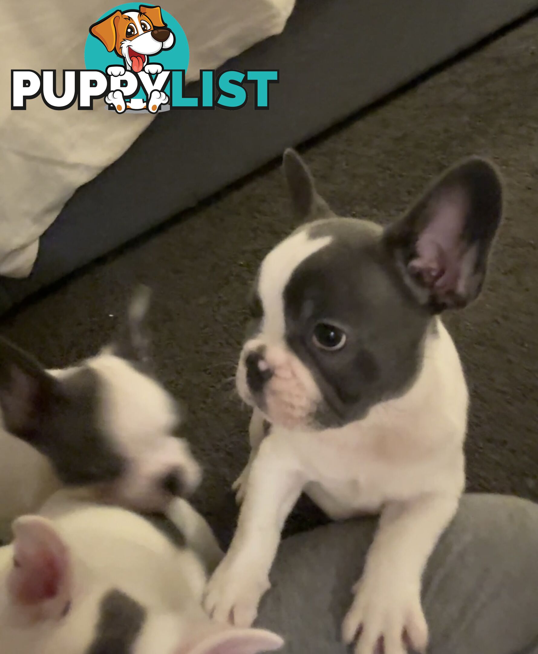 French Bulldog Puppies