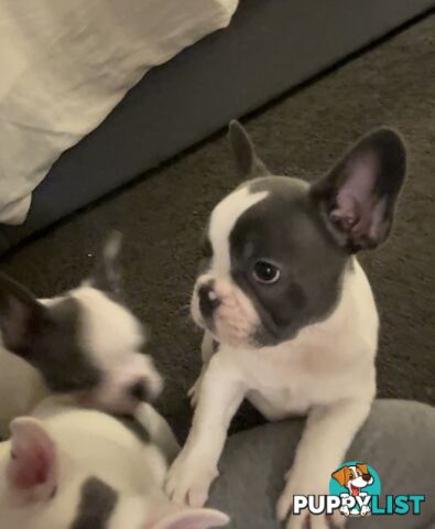 French Bulldog Puppies