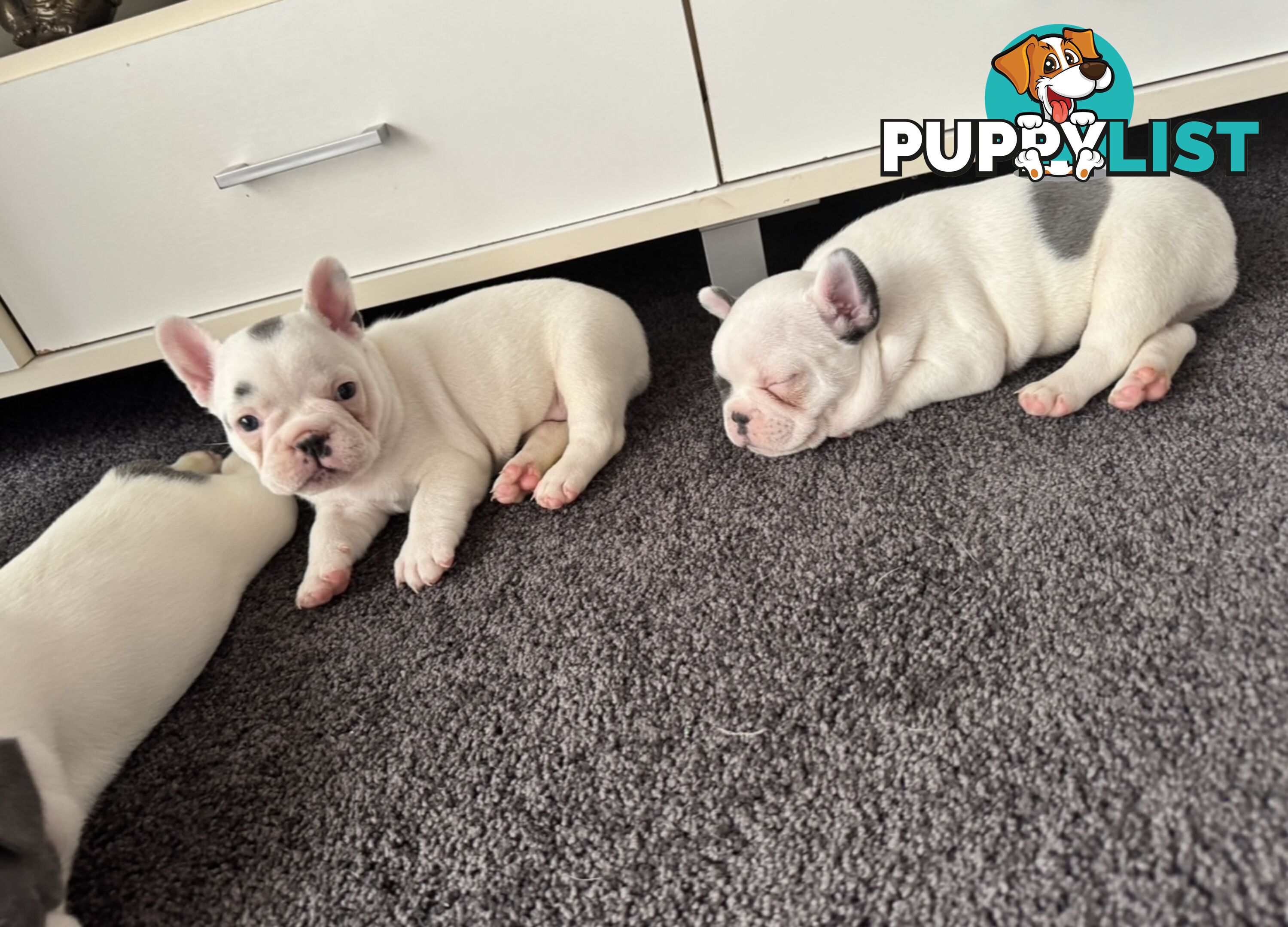 French Bulldog Puppies