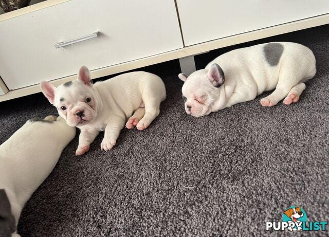 French Bulldog Puppies