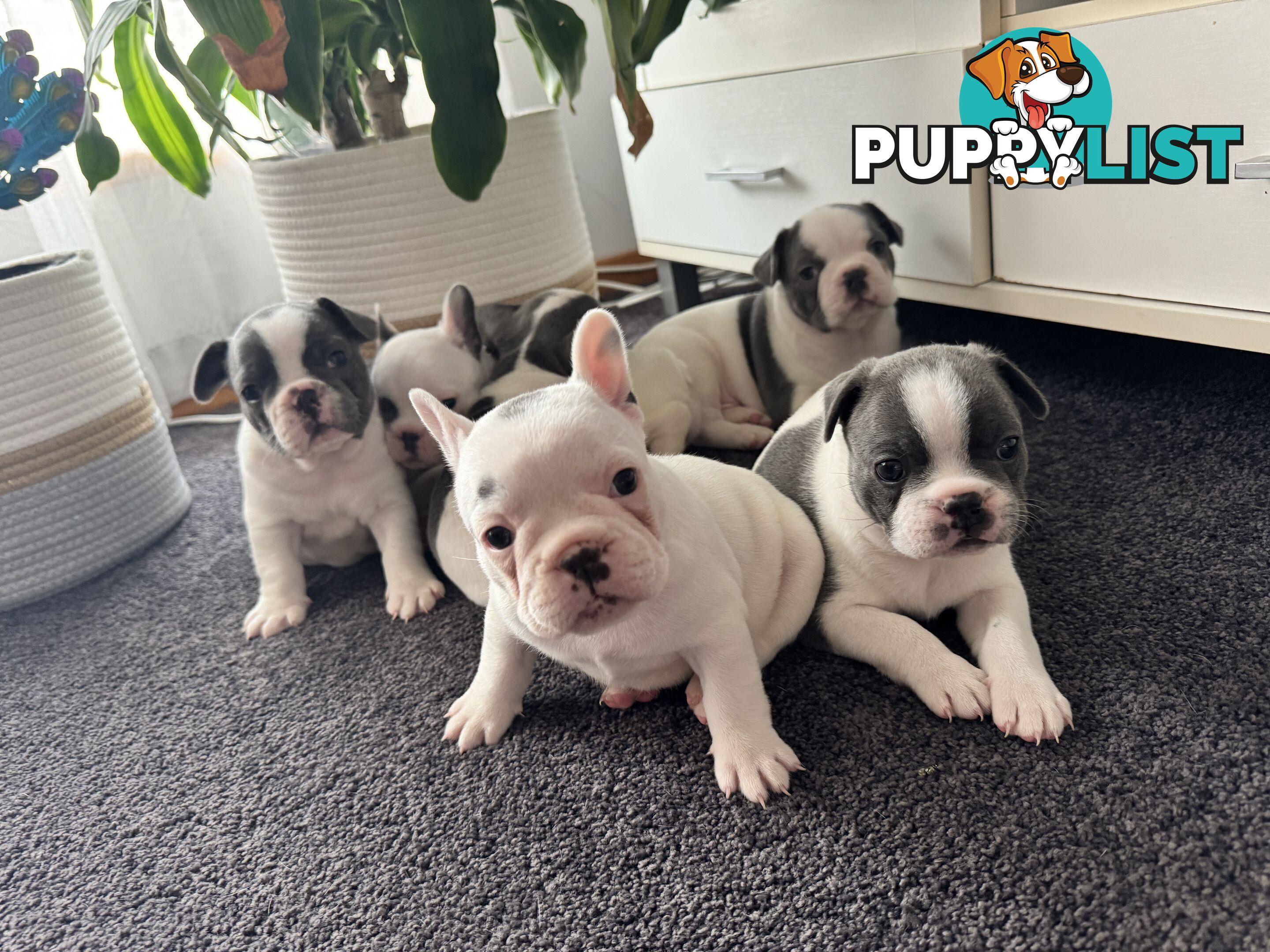 French Bulldog Puppies