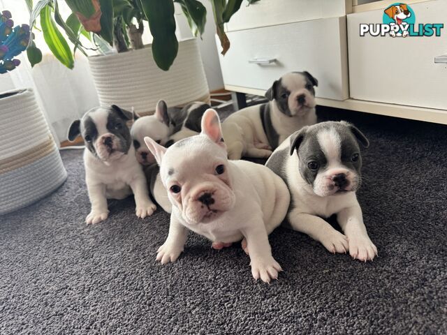 French Bulldog Puppies