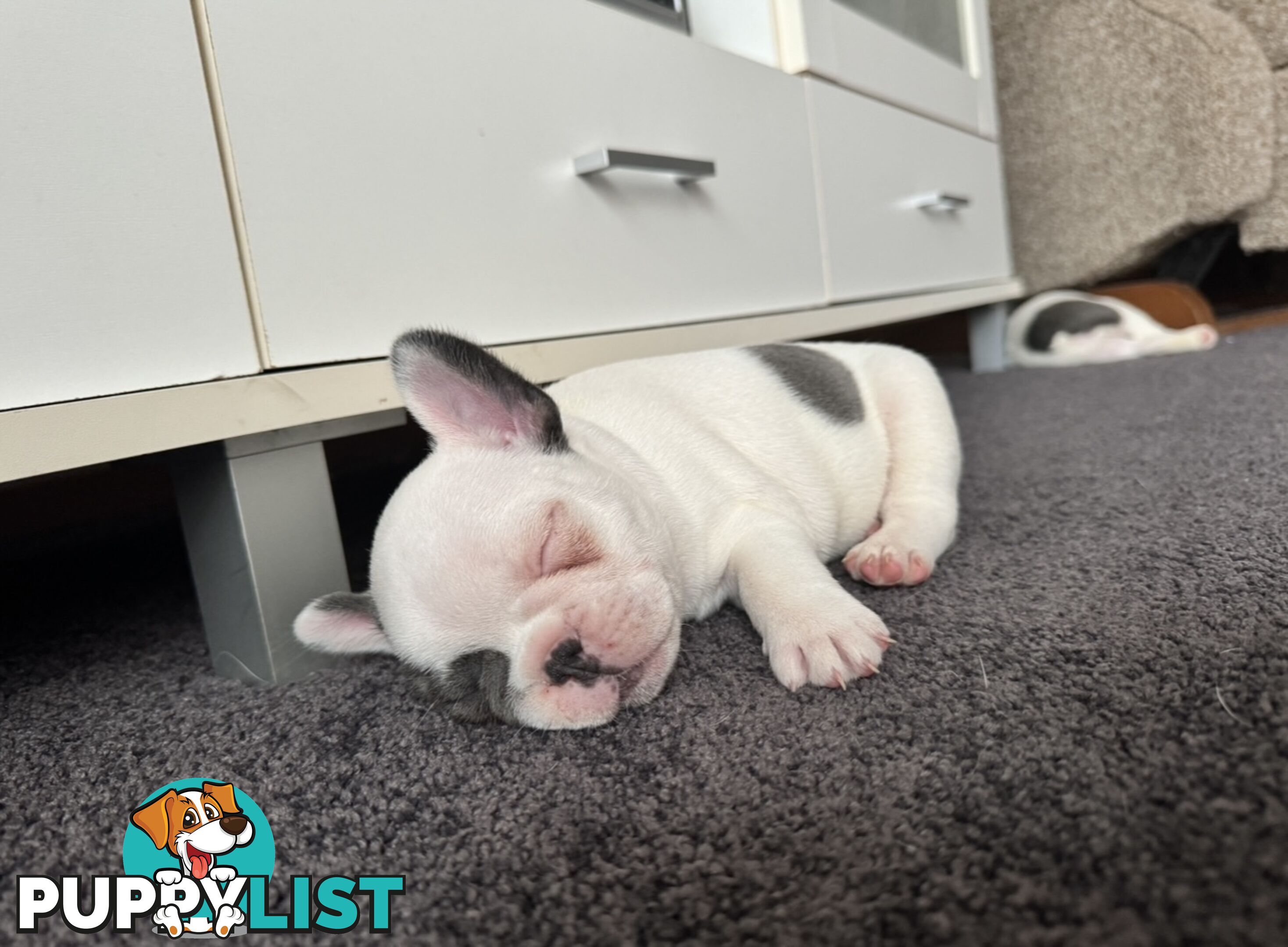 French Bulldog Puppies