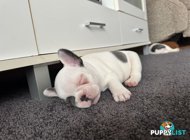 French Bulldog Puppies