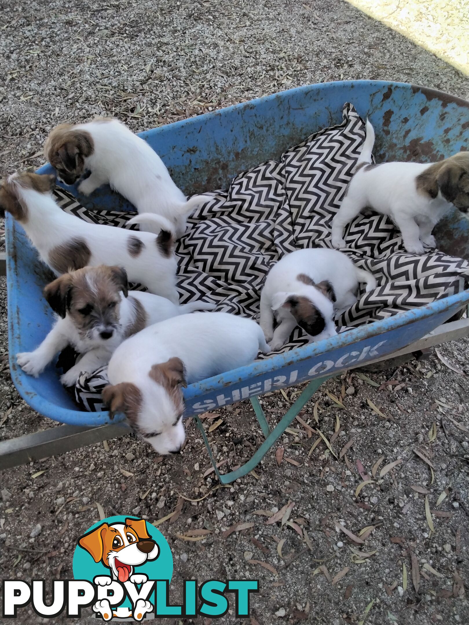 Rough Coat Jack Russells, purebred