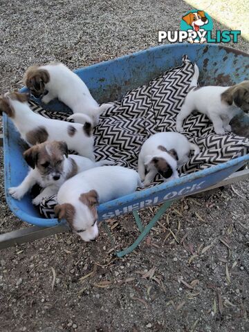 Rough Coat Jack Russells, purebred