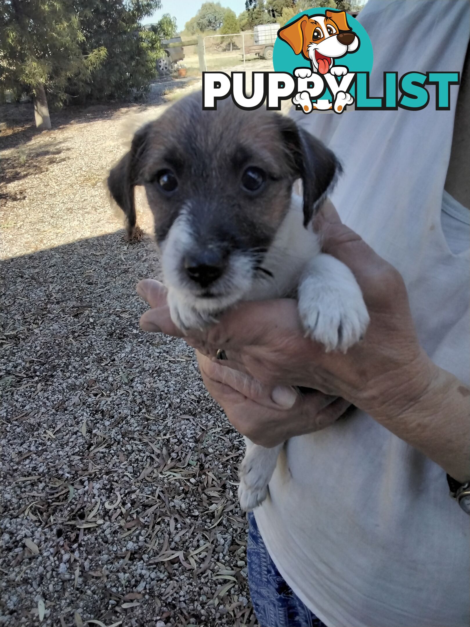 Rough Coat Jack Russells, purebred