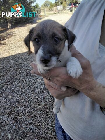 Rough Coat Jack Russells, purebred