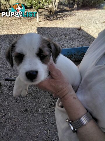 Rough Coat Jack Russells, purebred