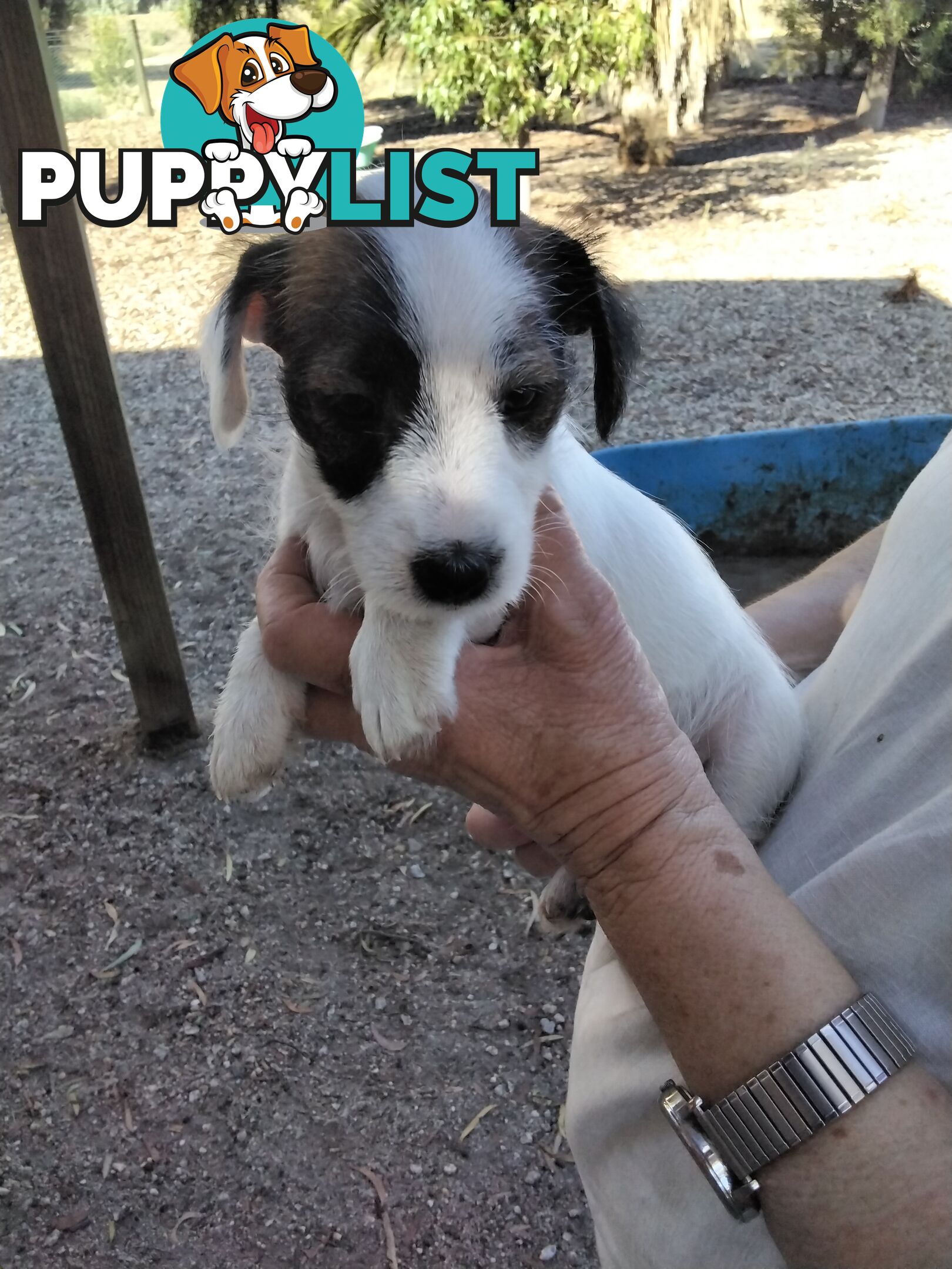 Rough Coat Jack Russells, purebred