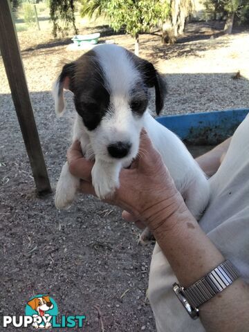 Rough Coat Jack Russells, purebred