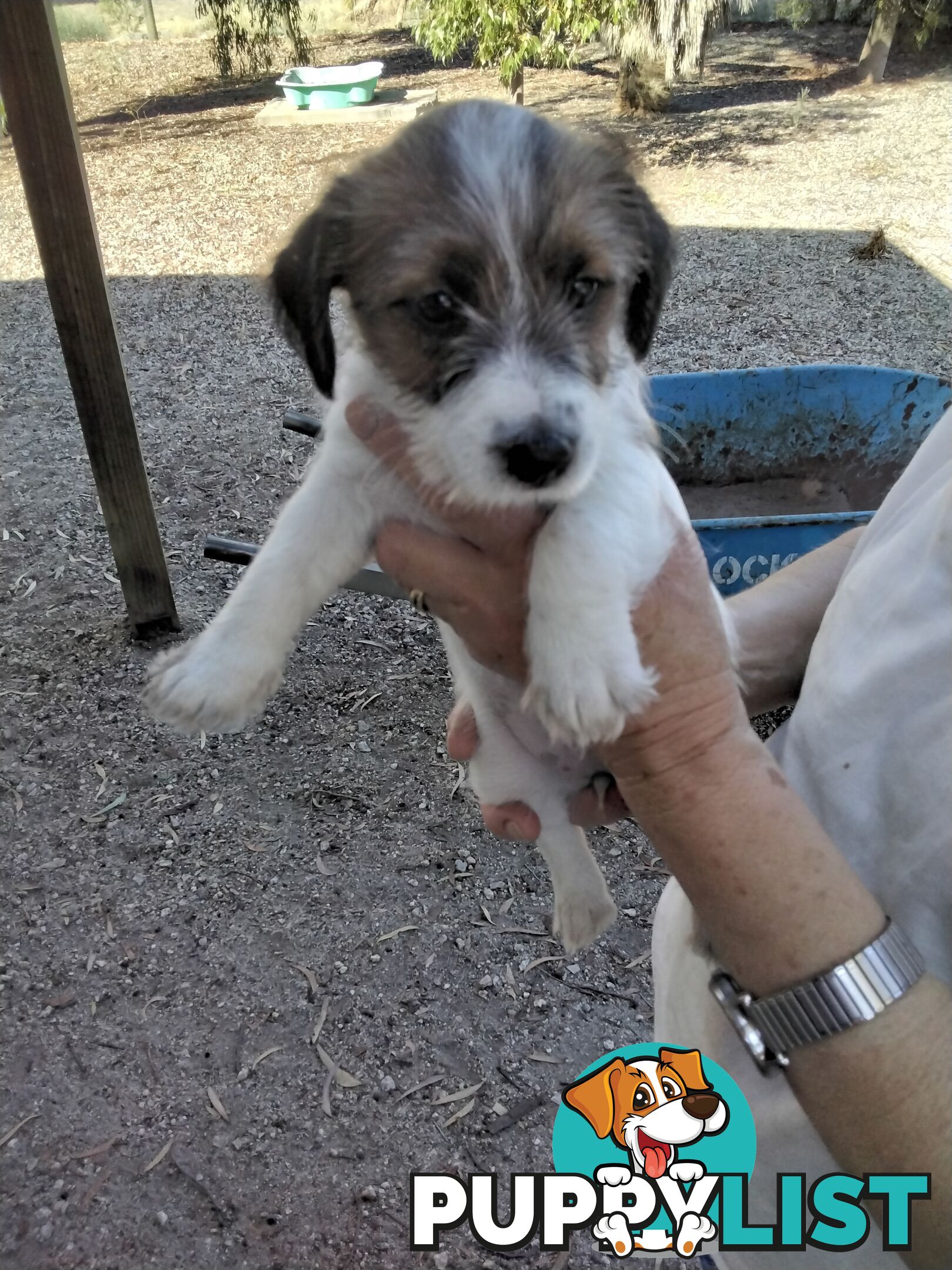 Rough Coat Jack Russells, purebred