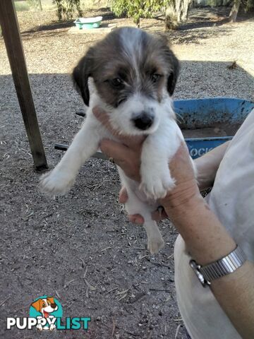 Rough Coat Jack Russells, purebred