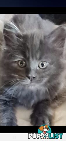 Maine Coon Pure Breed
