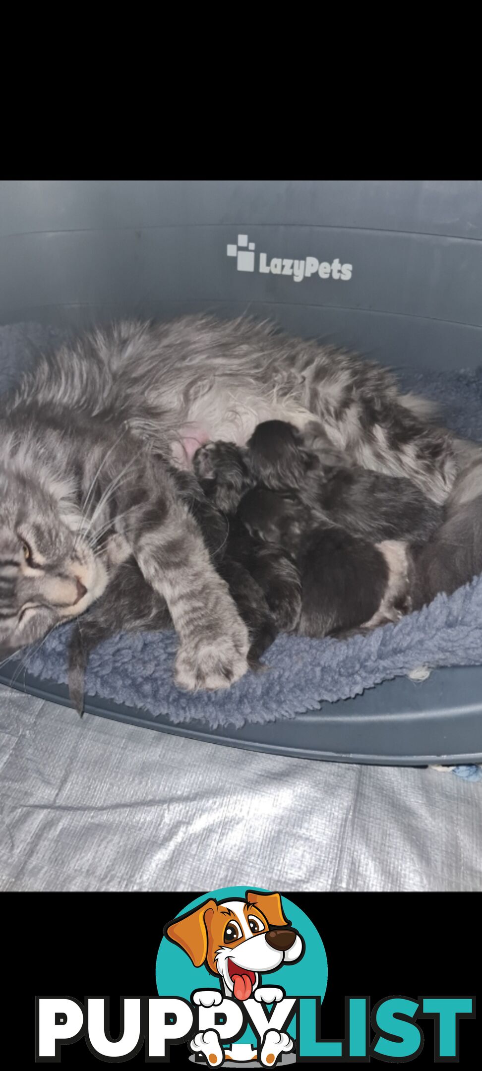 Maine Coon Pure Breed