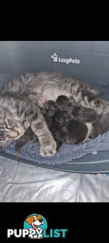 Maine Coon Pure Breed
