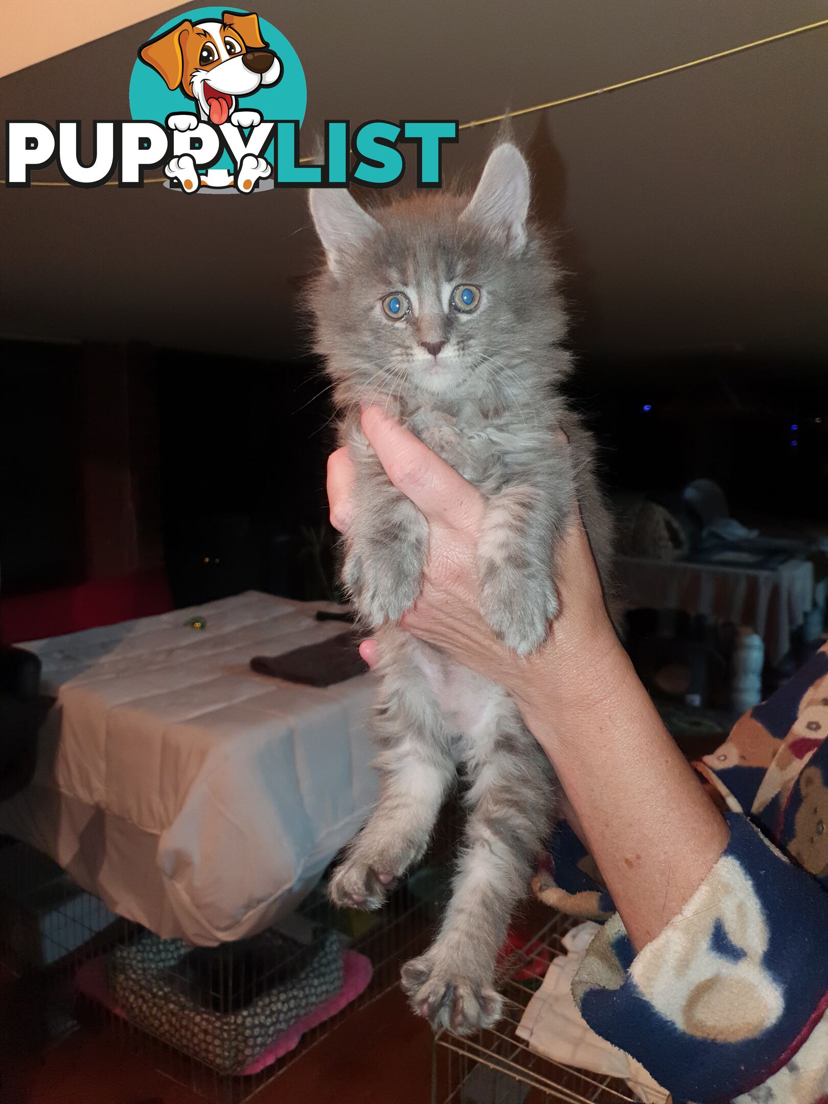 Maine Coon Pure Breed