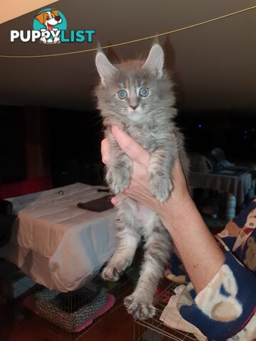 Maine Coon Pure Breed