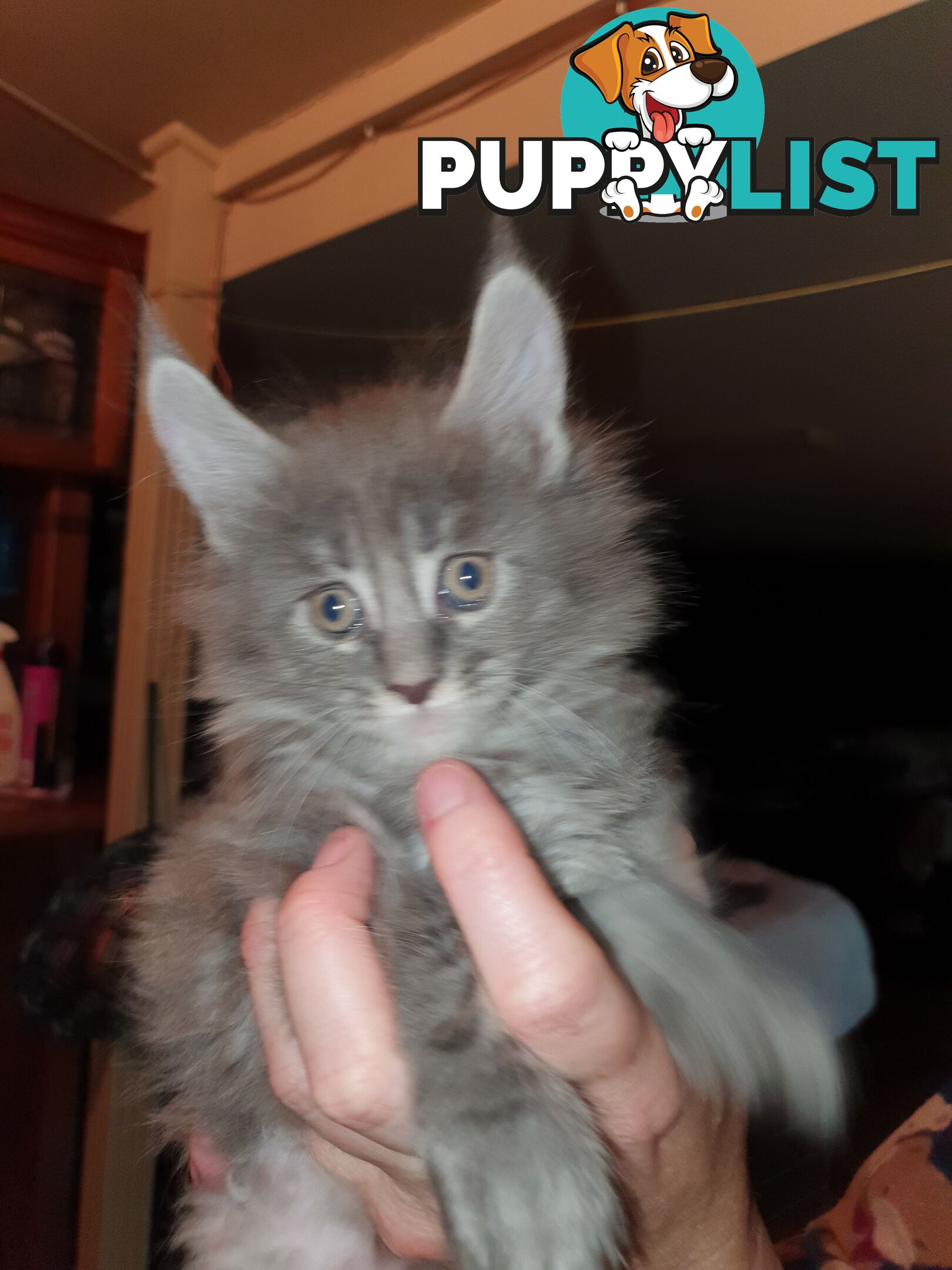 Maine Coon Pure Breed