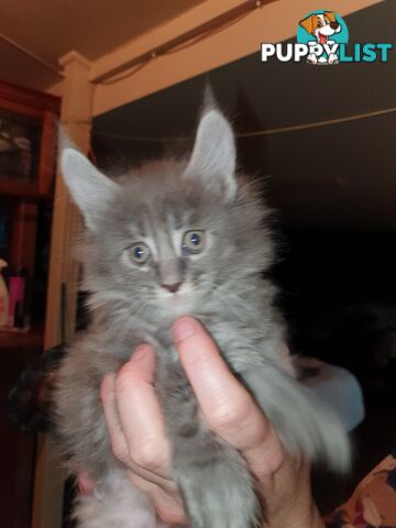 Maine Coon Pure Breed