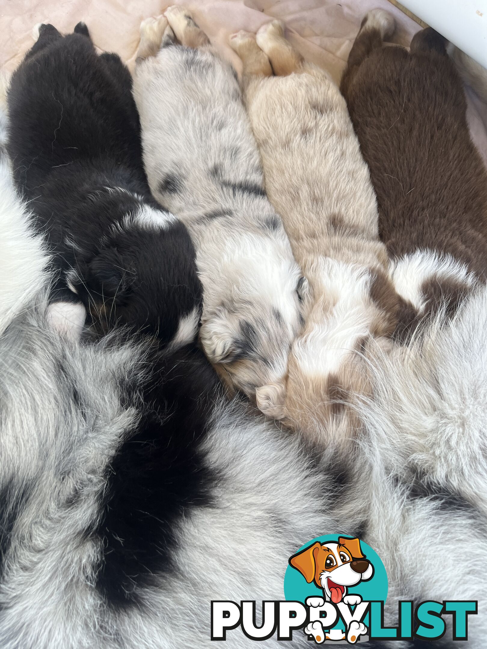 Australian Shepherd Puppies!!