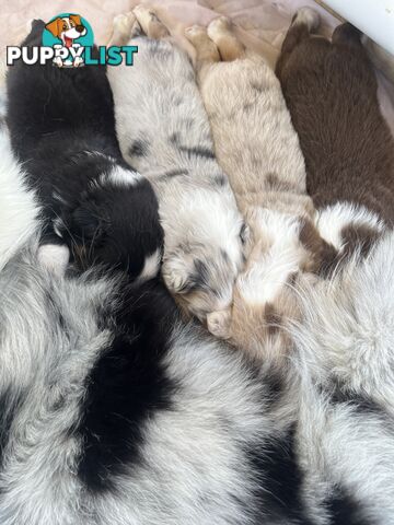 Australian Shepherd Puppies!!