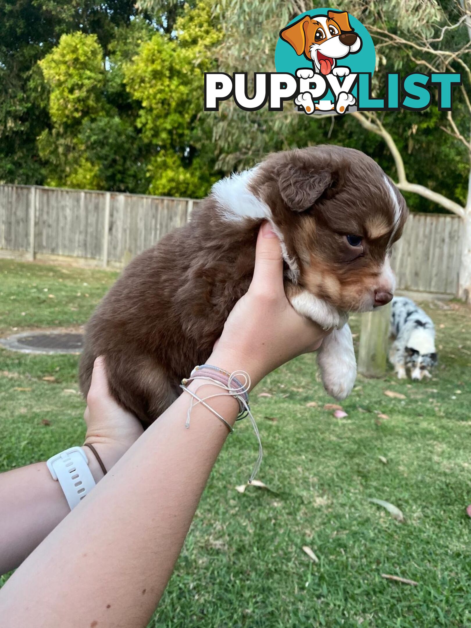 Australian Shepherd Puppies!!