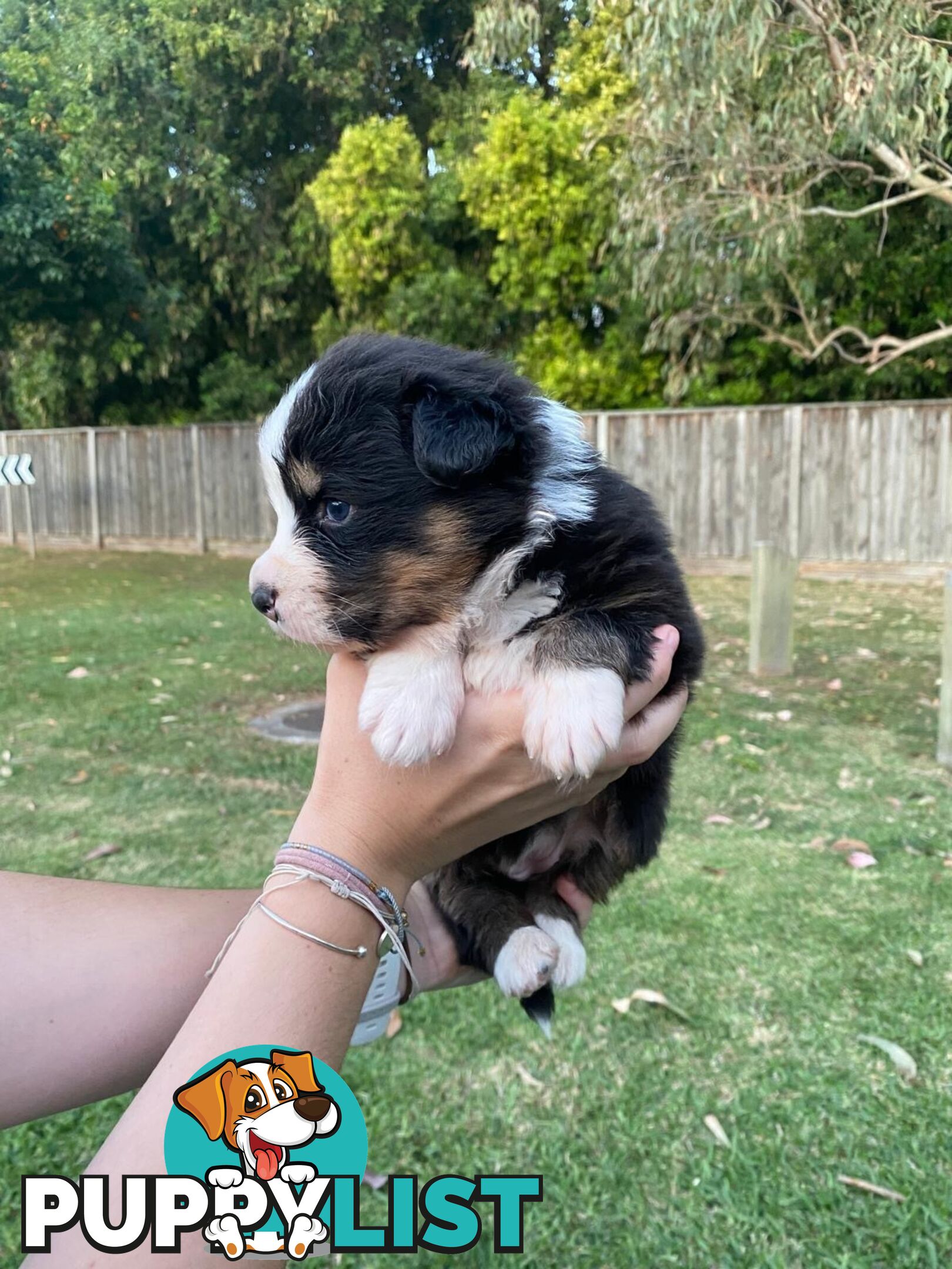 Australian Shepherd Puppies!!