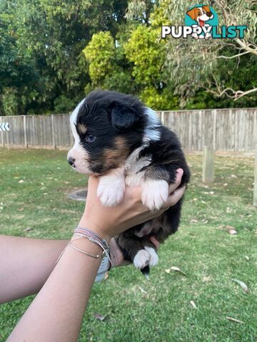 Australian Shepherd Puppies!!