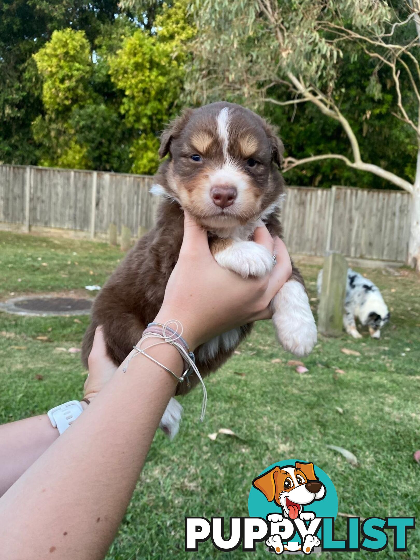 Australian Shepherd Puppies!!