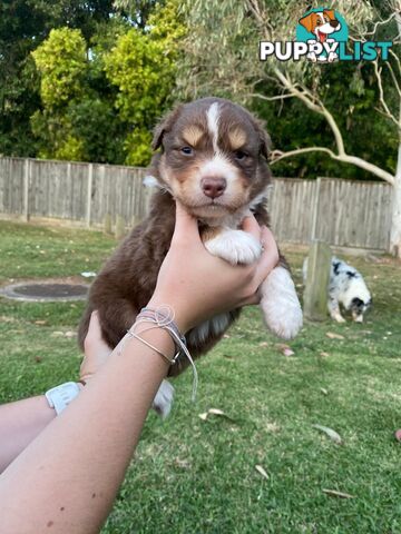 Australian Shepherd Puppies!!