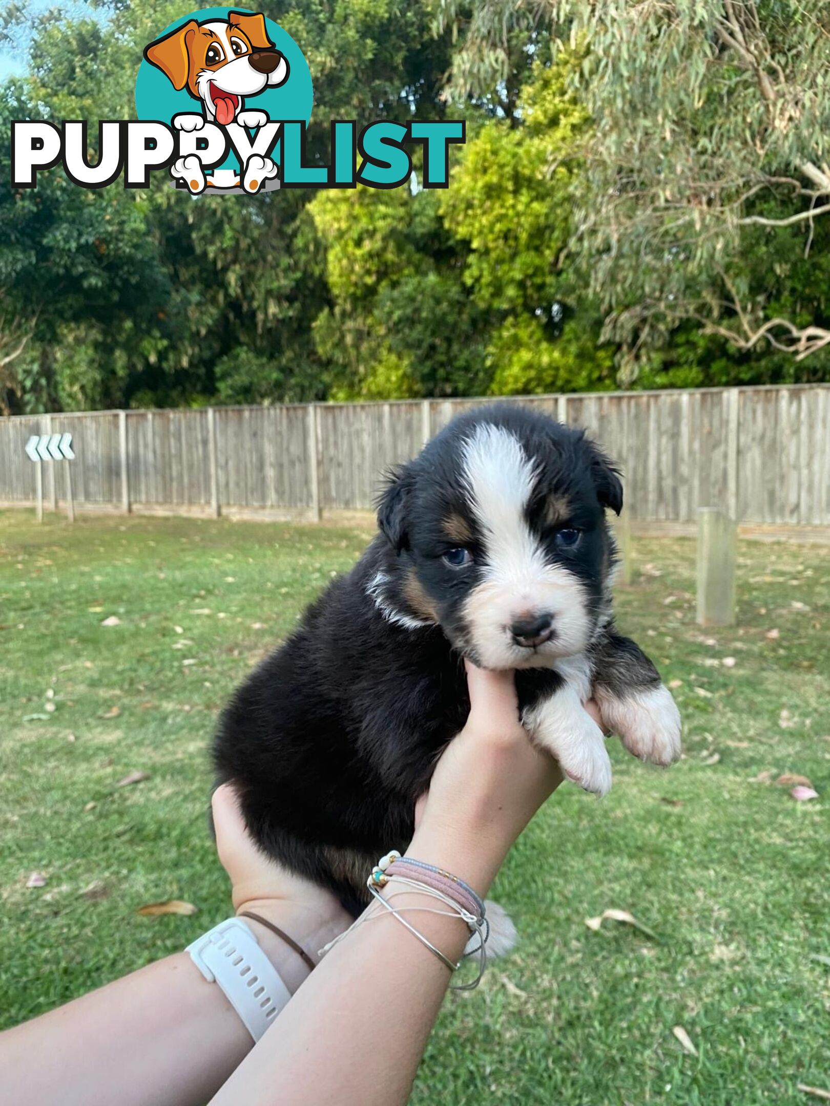 Australian Shepherd Puppies!!